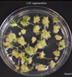 LSZ regeneration for Strad CL.
