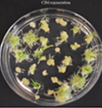 CIM regeneration for Strad CL.