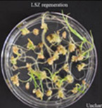 LSZ regeneration for Uncharted.