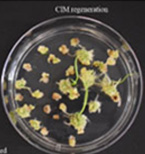 CIM regeneration for Uncharted.