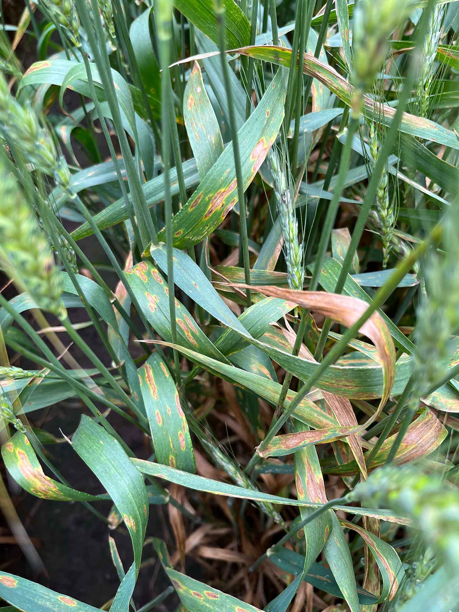 Brown, rust like spots on green wheat leaves.