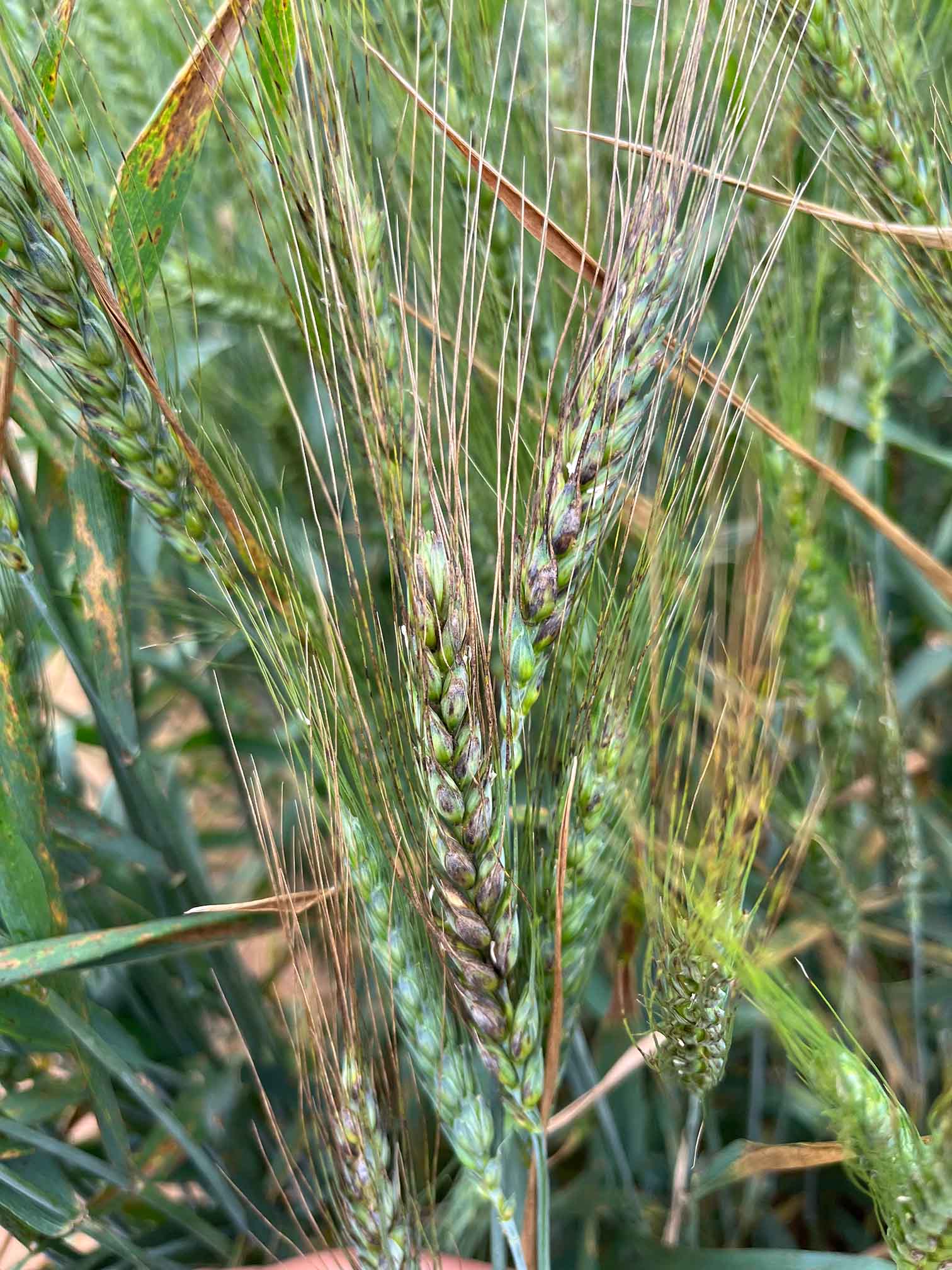 Septoria nodorum blotch spread throughout the wheat plant.