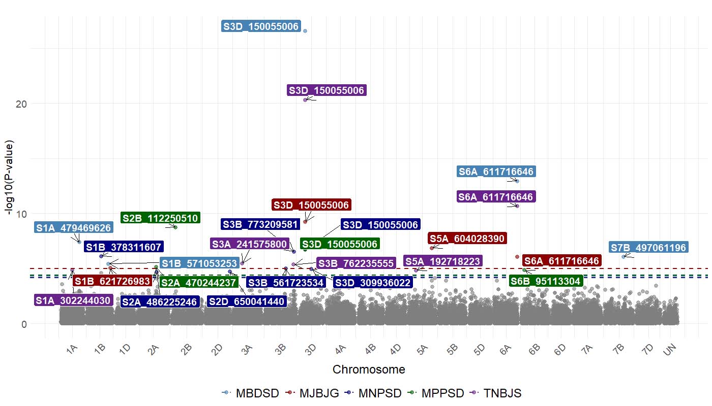 A chart showing molecular markers MBDSD, MJSJG, MNPSD, MPPSD and TNBJS.