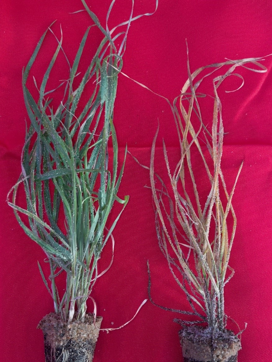 . Greenbug-resistant (left) and greenbug-susceptible accessions after three weeks infestation with greenbug biotype E.
