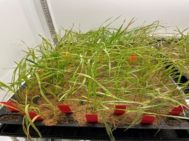 Chlorosis, a typical damage symptom caused by HGA infestatio.