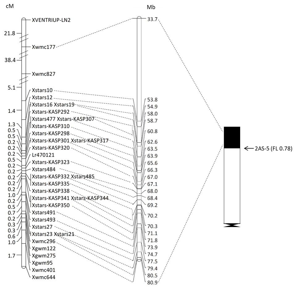 Markers are shown on the right side of the linkage map with their genomic locations given in the physical map
