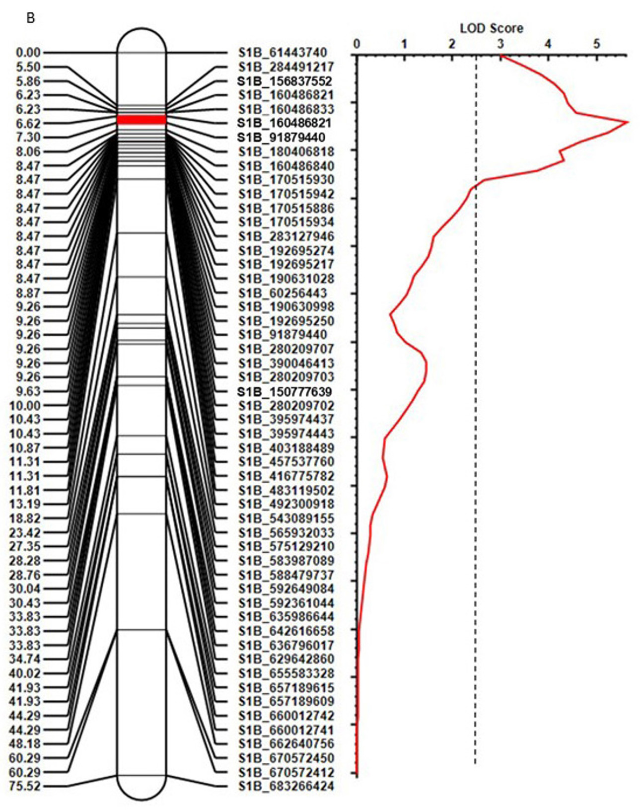 Composite linkage map of the incomplete leaf rust resistance gene QLr.stars-1BS. Genetic distance (in cM) is shown on the left; and the SNPs derived from genotyping-by-sequencing, represented by the genomic location in the IWGSC reference RefSeq v.1.0, are shown on the right of the linkage map.