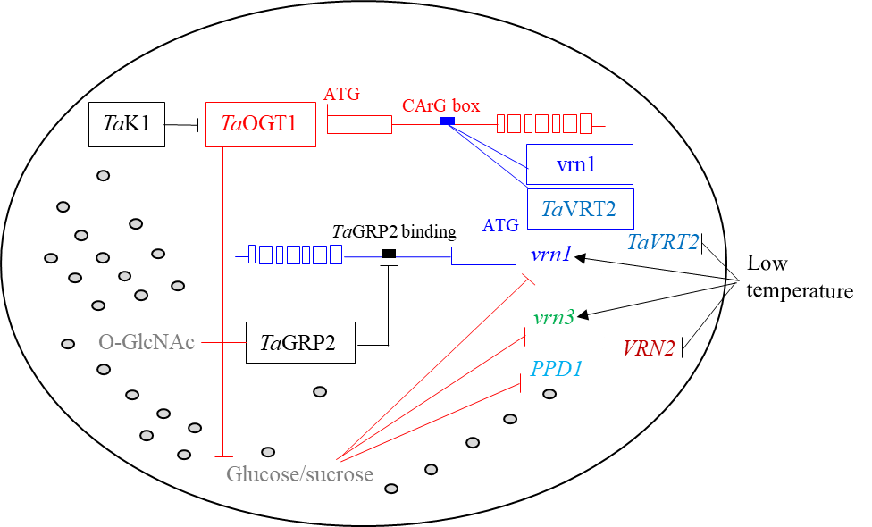 A model for the regulation of heading date by the TaOGT1-sugar pathway in winter wheat.