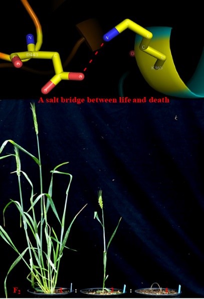 A gene causing seedling death in wheat.