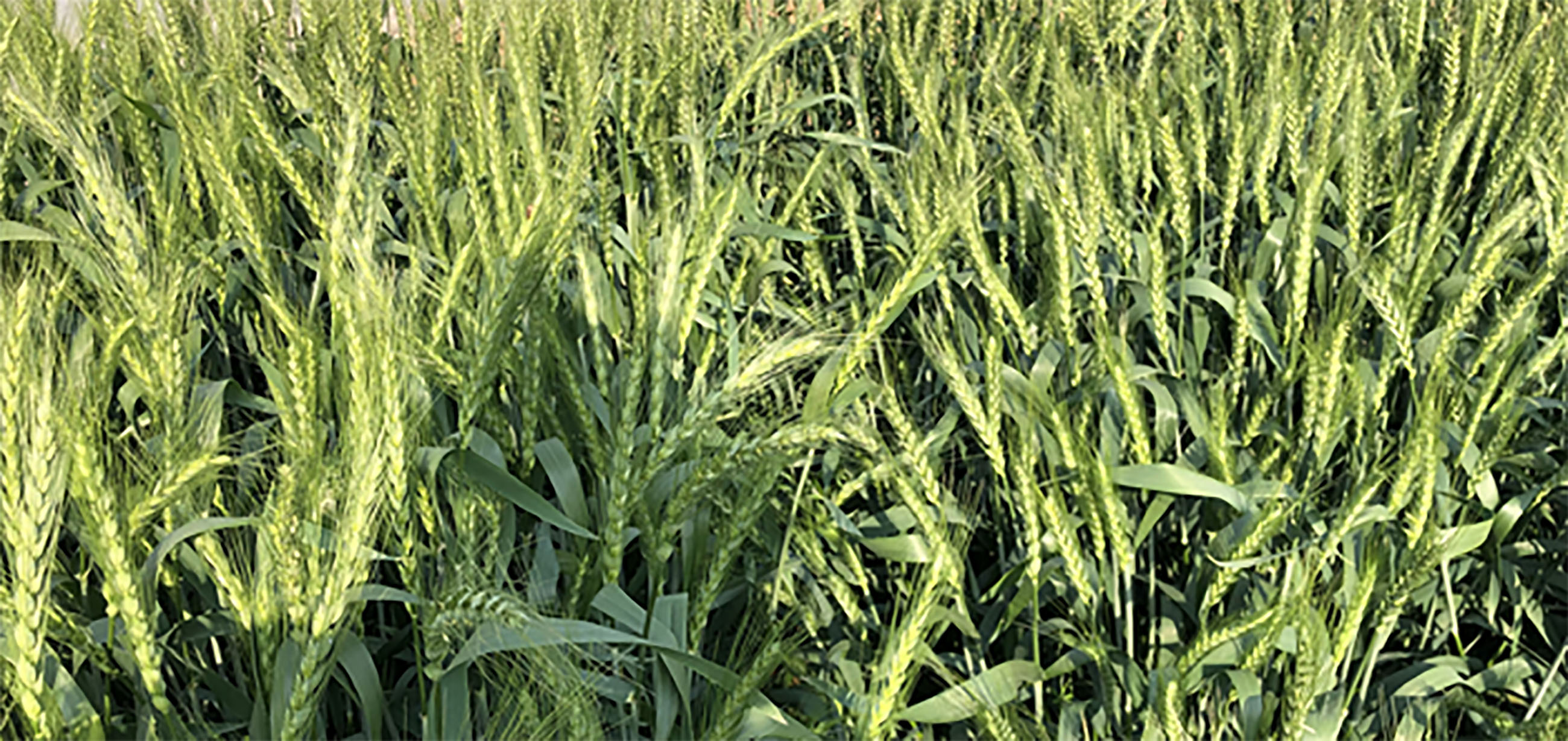 A close-up of grass.