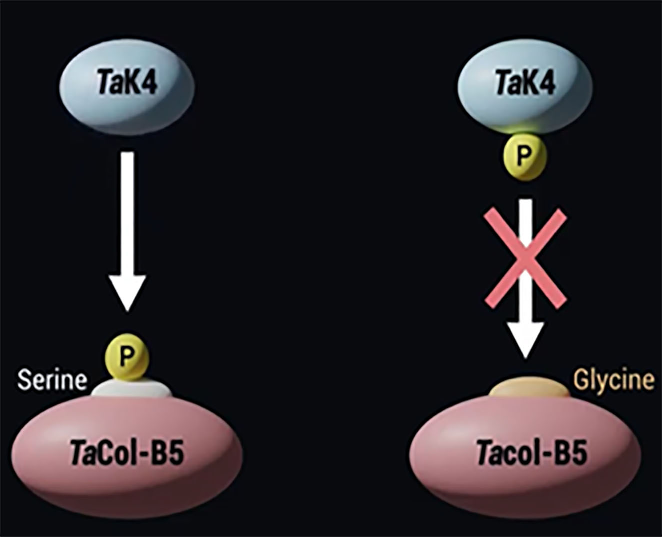 TaK4 with an arrow pointing to Serine P TaCol-B5, TaK4 P with an arrow and an X pointing to Glycine Tacol-B5.