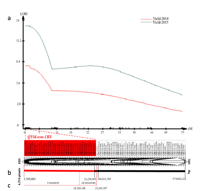 Genetic mapping and physical location of QYld.osu-1BS. (a) QYld.osu-1BS was mapped to the distal region of chromosome arm 1BS.