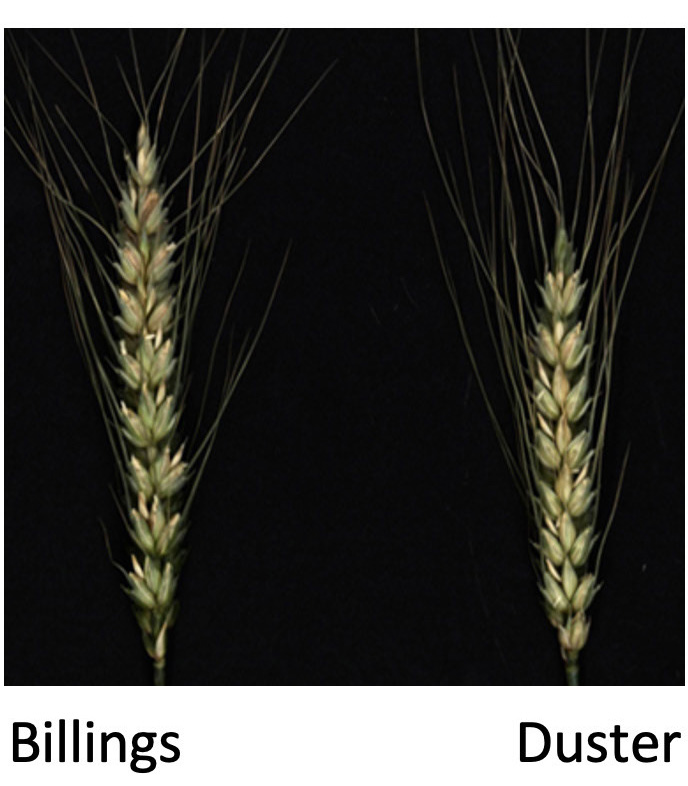 Comparative phenotypes of Billings and Duster grown in a greenhouse.