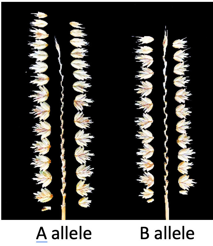 Phenotypes of transgenic wheat plants carrying a candidate gene for spikelet node number.