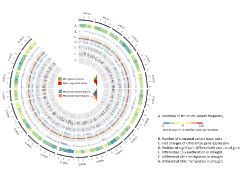 A heatmap of structural variant frequency.