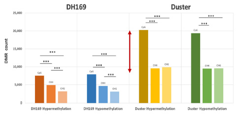 Differential methylation regions of CpG, CHG and CHH sequence contexts in Duster and DH169, and their respective hypermethylation and hypomethylation.