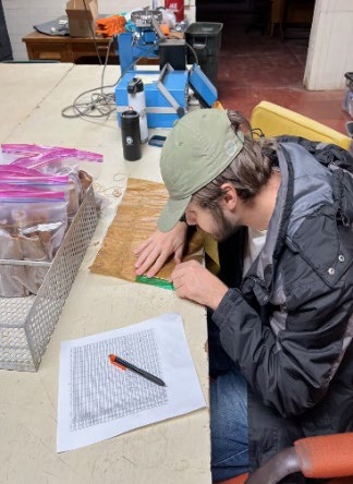 A person measuring coleptile length in wheat seeds.