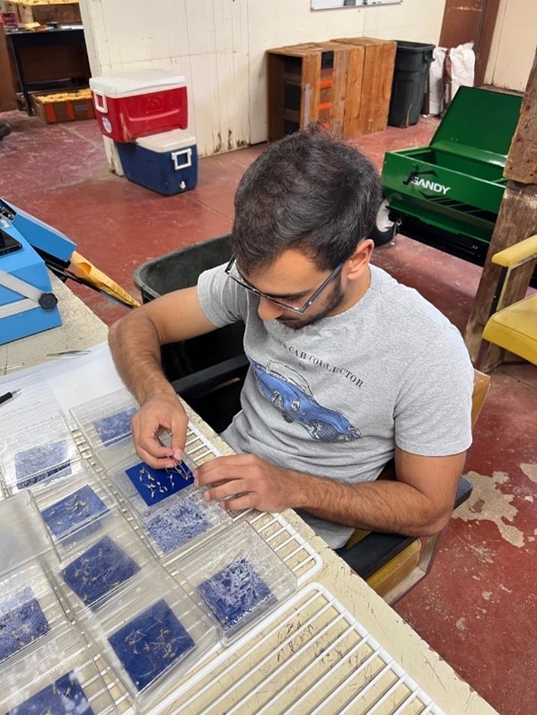 A person sitting at a desk looking at wheat seeds.