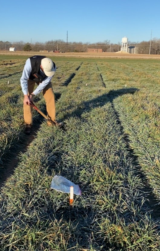 A person working in a wheat field.