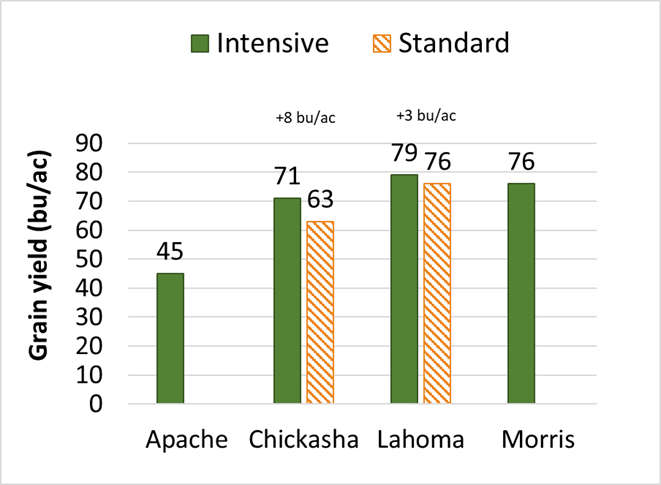 Grain yield for Apache, Chickasha, Lahoma and Morris.
