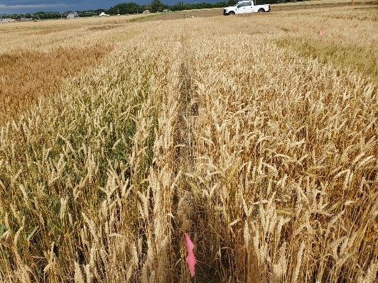 A white truck sitting in a field of wheat.