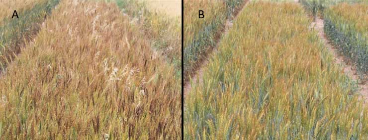 Nontreated control and metribuzin plus pyroxasulfone applied delayed preeemergence.