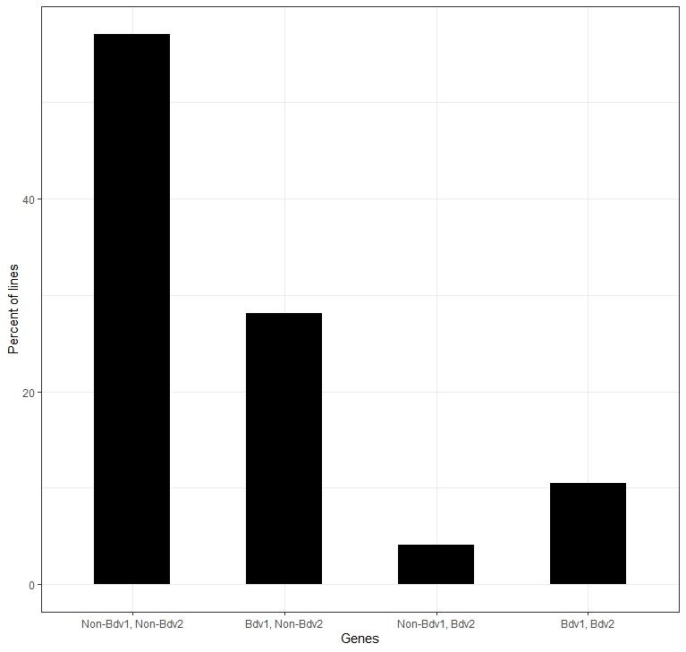 A bar graph showing Percent lines of 0-40 in intervals of 10 and the Non-Bdv1, Non-Bdv2; Bdv1, Non-Bdv2; Non-Bdv1, Bdv2; and Bdv1, Bdv2 genes.