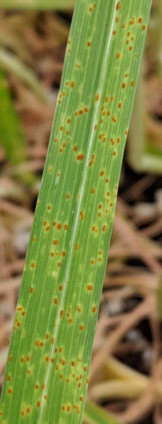 Seedling susceptible