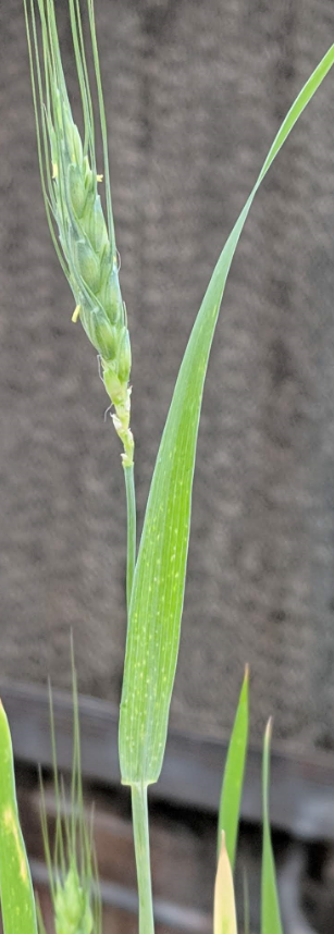 Adult plant resistant