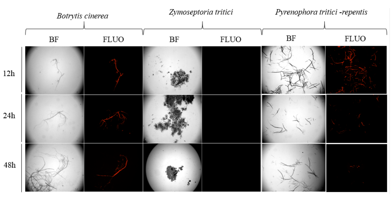 Assessment of dsRNA uptake by spores and hyphae of PTR and control fungi.