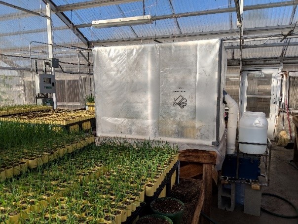 wheat lines awaiting inoculation in a humidity chamber in the greenhouse