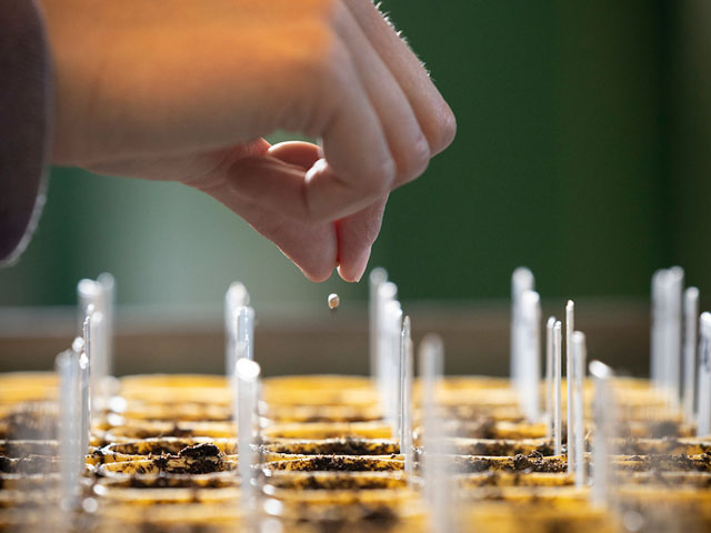 A hand planting seeds.