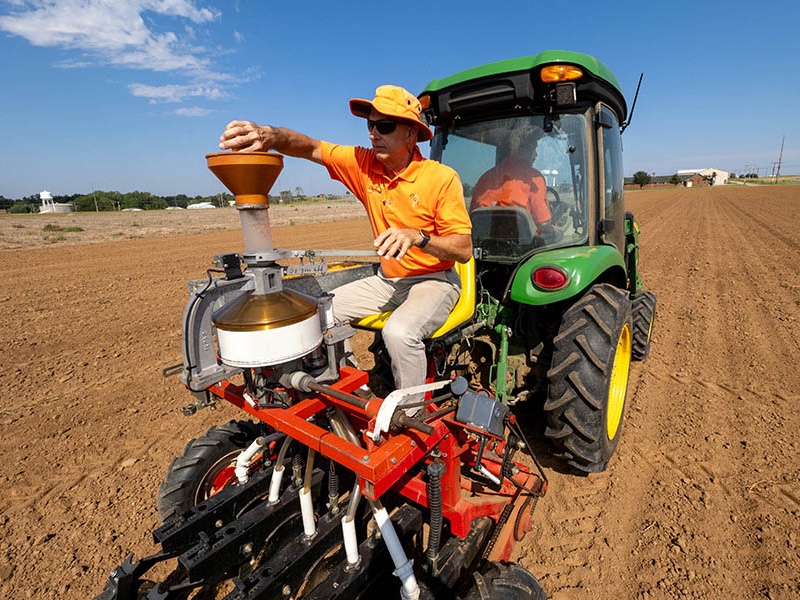 Researcher planting wheat seeds in a field