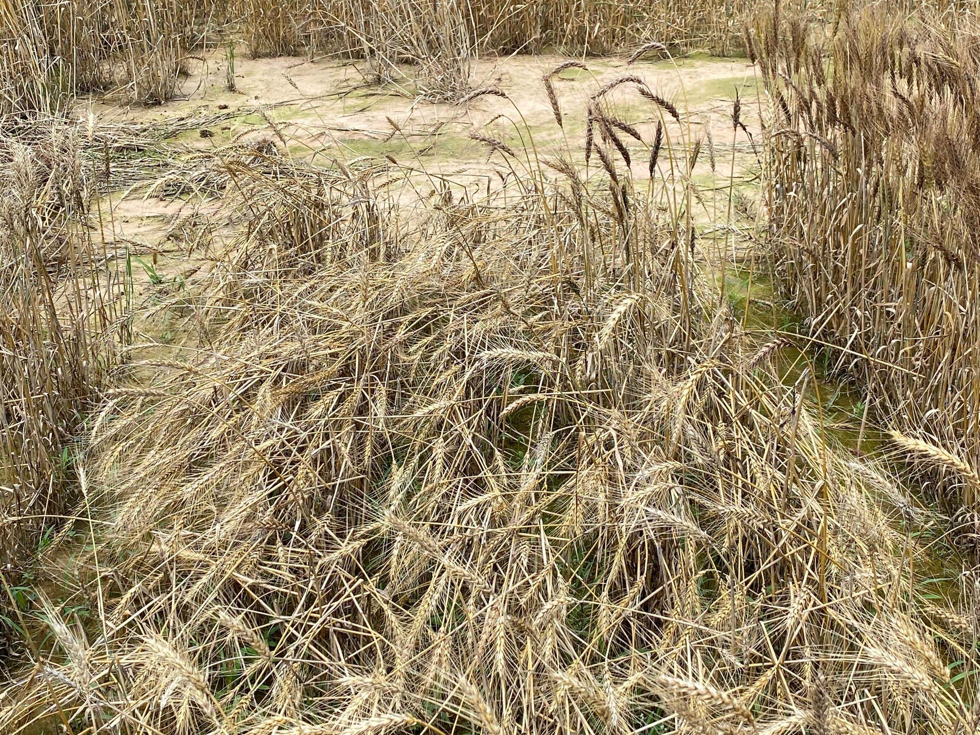 A mature straw condition called brackling