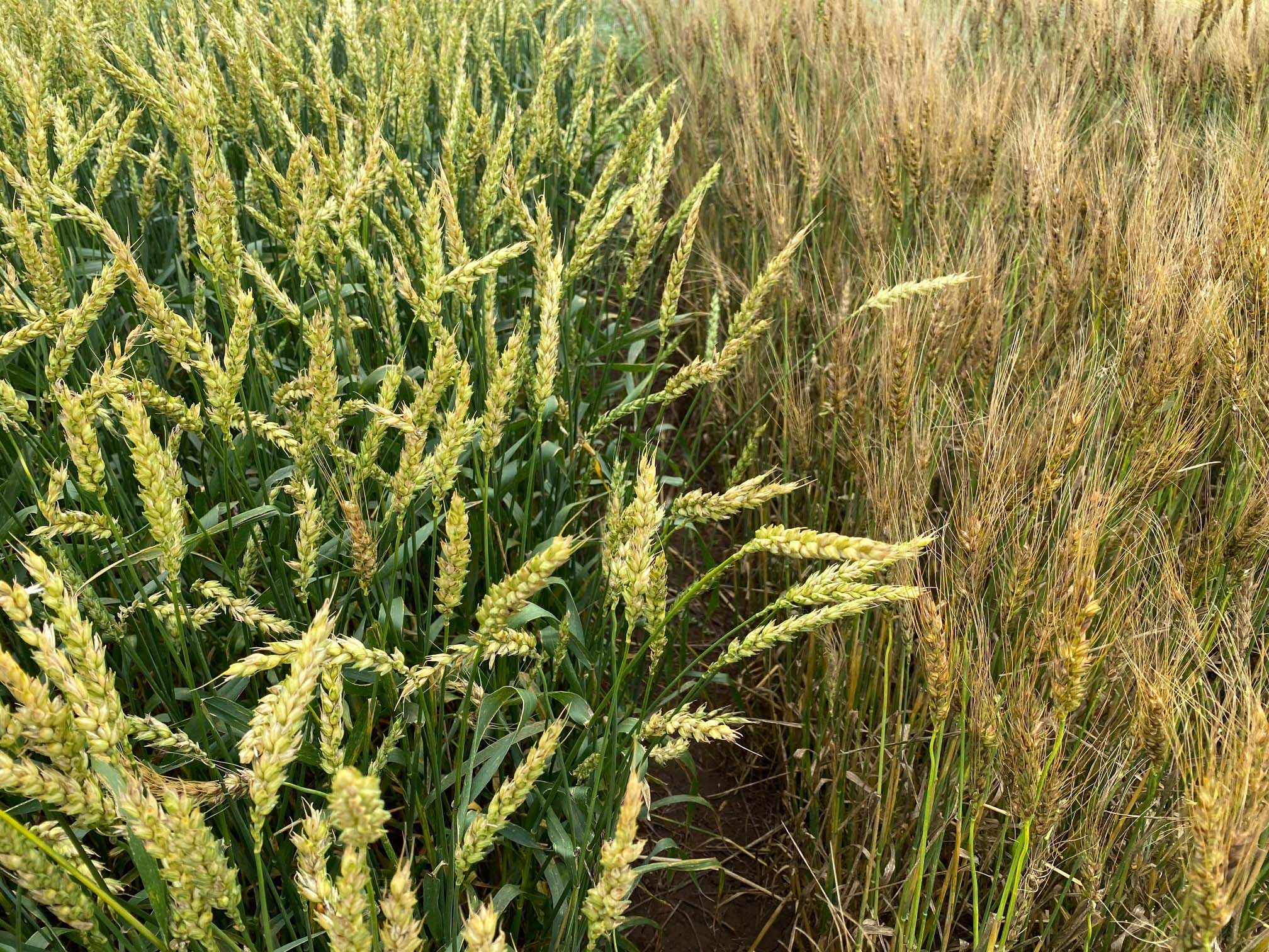 Big Country, left; Ruby Lee, right.