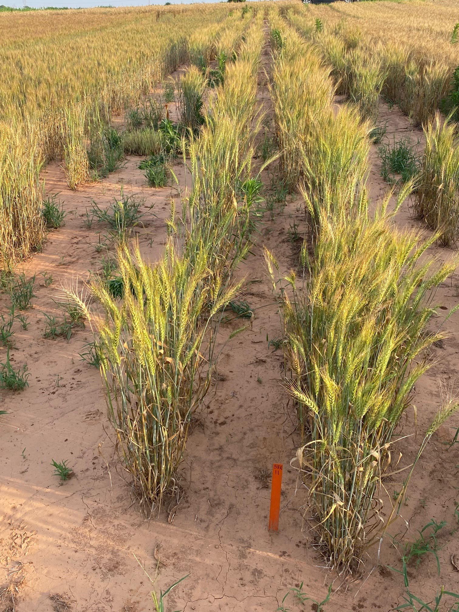 WIT’s first breeding nursery dedicated to selection of AXigen resistance to quizalofop, an acetyl coenzyme A carboxylase-inhibiting herbicide at Lahoma in 2021.