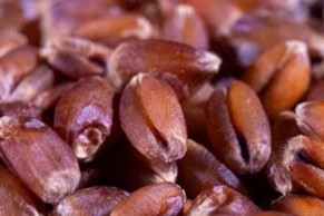 A close-up of wheat kernels.