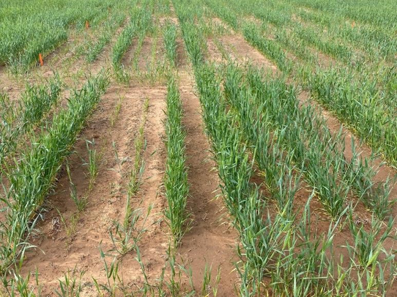 Rows of wheat growing in a field.