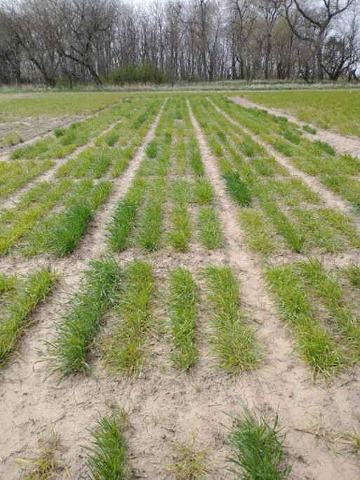 Wheat growing in rows.