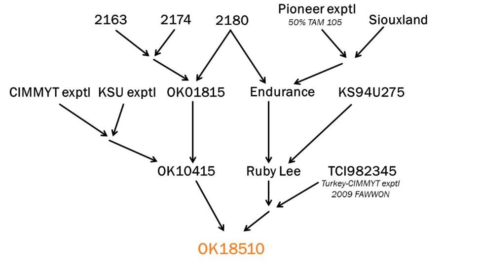 A graph showing the genetic line of OK18510. 2163, 2174, 2180, Pioneer exptl 50% TAM 105 and Siouxland pointing to CIMMYT expt, KSU expt, OK01815, Endurance, KS94U275 pointing to OK10415, Ruby Lee, TCI982345 Turkey-CIMMYT EXPTL 2009 FAWWON pointing to OK18510.