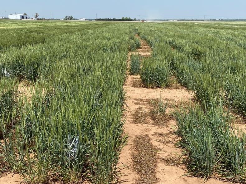 Rows of wheat in sand.