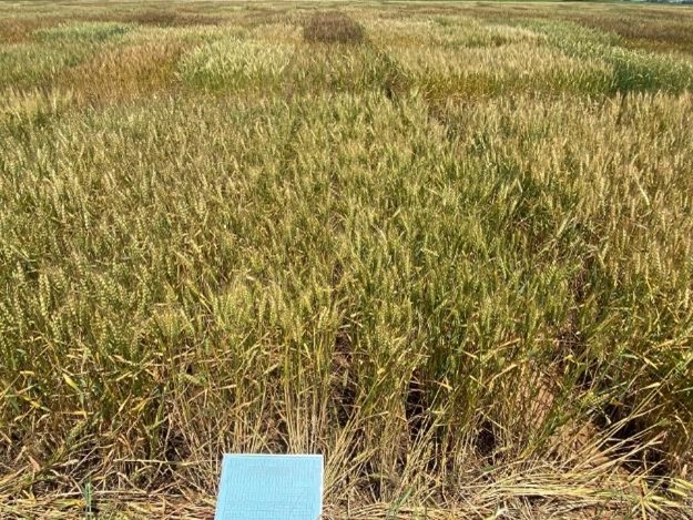 Dried wheat with a sign.