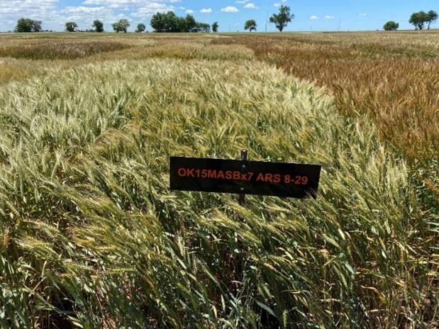 Dry wheat with a sign that reads, "OK15MASBx7 ARS 8-29."