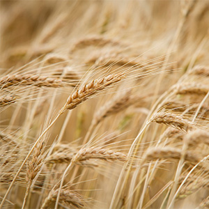 An upclose view of wheat in a field.